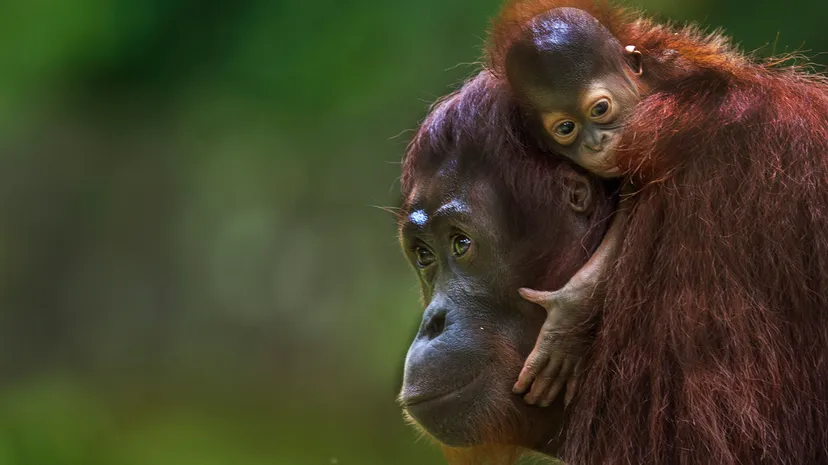 Eksplorasi Habitat Orangutan Sumatera dan Upaya Konservasi Terbaru