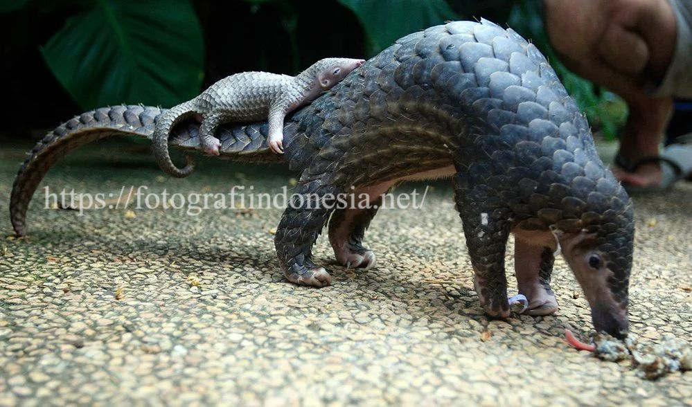 https://fotografiindonesia.net/